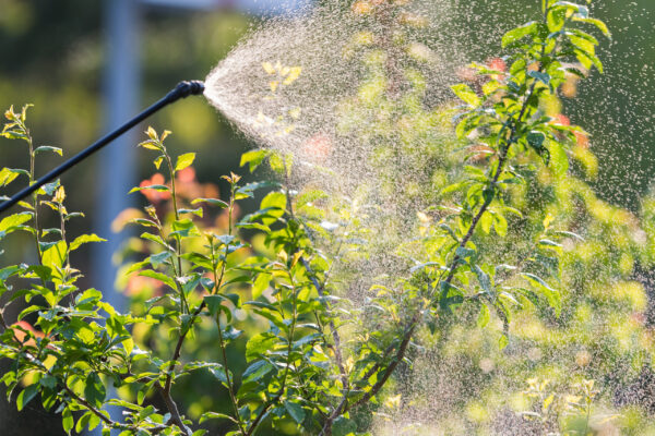 Gardener applying an insecticide fertilizer to his fruit shrubs, using a sprayer