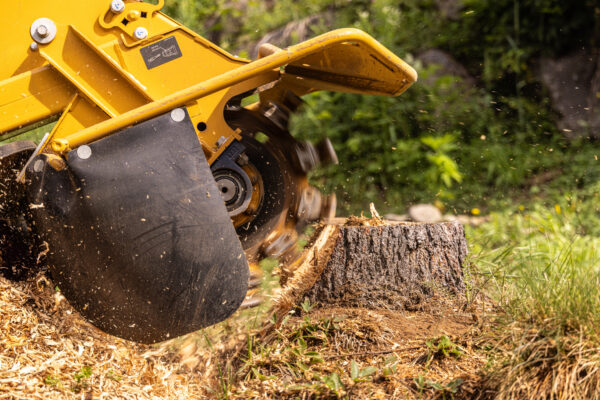 Stump grinder machine is grinding a tree stump in a garden, creating wood chips. Selective focus