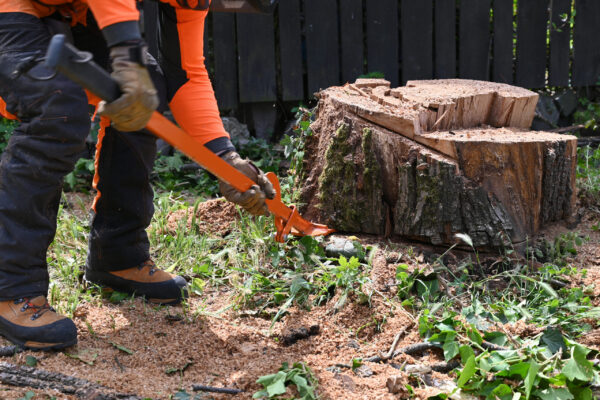 Worker  removing a tree stump in a backyard garden. The individual wears protective gear and uses a lever tool while wood chips and debris scatter around them