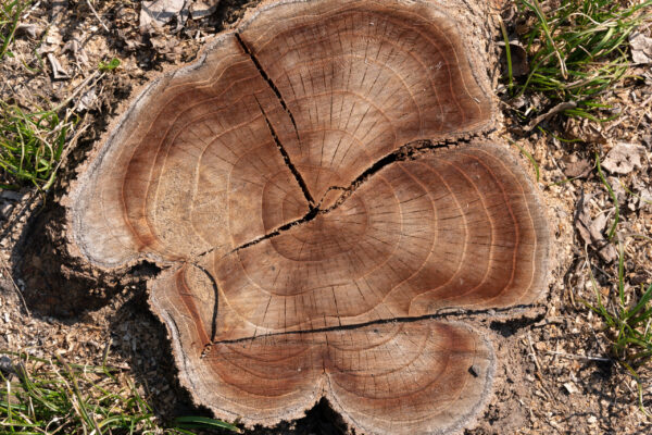 Beautiful stump in the garden. Old tree stump.