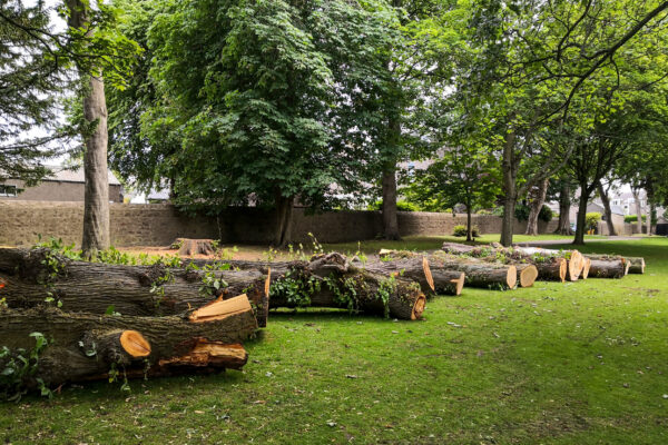 Aberdeen, Scotland/UK - July 2, 2020:  Cut tree trunks waiting to be collected in Victoria Park.