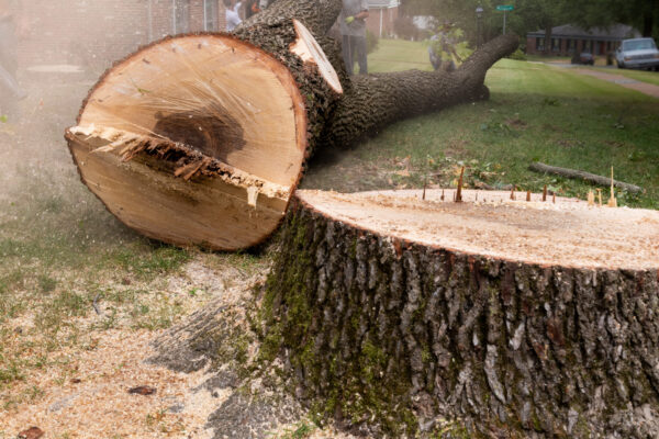 Felled Tree Trunk and Large Stump - Tree Removal Suburban