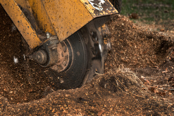 Tree stump grinding machine in operation. A stump grinder is used  to remove tree stumps from the ground following the removal of a tree trunk.