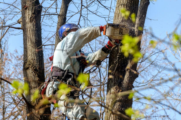 A worker in a helmet hangs from ropes at the top of a tree and cuts down a branch with a chainsaw. Rejuvenation of trees. The work of city utilities. Sunny spring day.